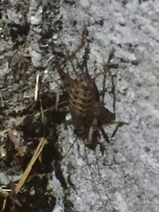 Gryllomorpha