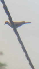 Streptopelia senegalensis