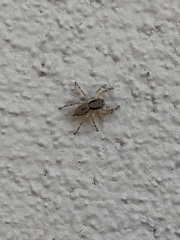 Menemerus bivittatus