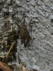 Gryllomorpha