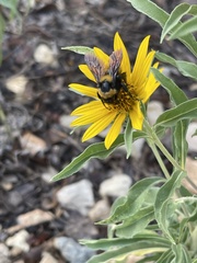Bombus sonorus