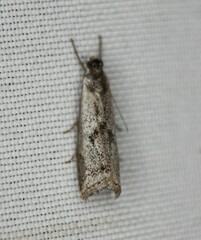 Microcrambus croesus