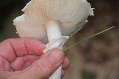 Leucoagaricus leucothites
