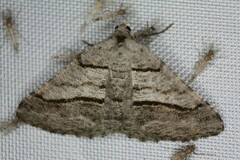 Digrammia continuata