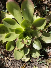 Aeonium