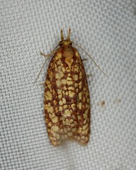 Sparganothis robinsonana