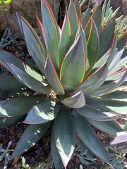 Agave