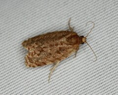 Choristoneura houstonana