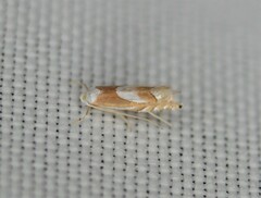 Phyllonorycter fitchella