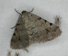 Frederickia nigricomma