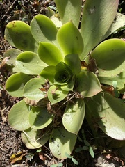 Aeonium