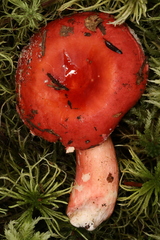 Russula peckii