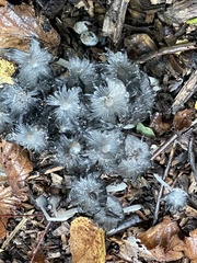 Coprinopsis lagopus
