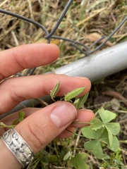 Oxalis dillenii