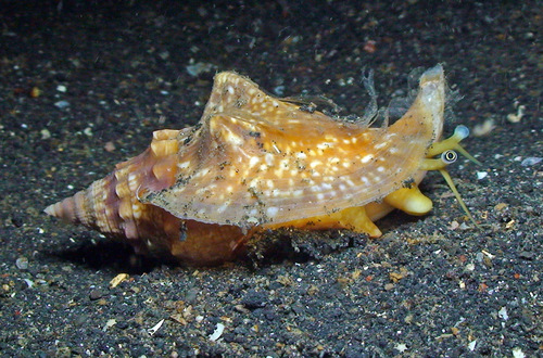 Euprotomus vomer observed 2013-12-28