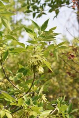 Fraxinus pennsylvanica