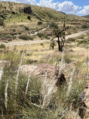 Digitaria californica