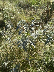 Malvaceae