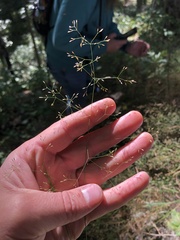 Agrostis perennans