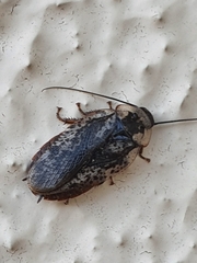 Blattodea