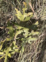 Silphium laciniatum