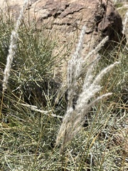 Digitaria californica