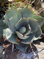 Agave