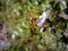 Sphaerophoria rueppellii