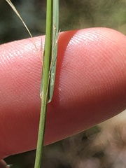 Agrostis perennans