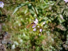 Sphaerophoria rueppellii