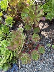 Aeonium