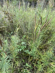 Asclepias verticillata