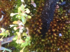 Imbribryum alpinum