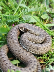 Malpolon monspessulanus