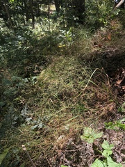 Agrostis perennans