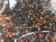 Sedum arenarium