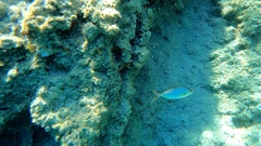 Seriola dumerili