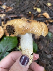 Russula ochroleuca
