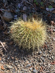 Kroenleinia grusonii