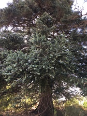 Abies pinsapo
