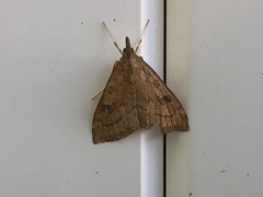 Udea profundalis