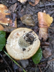 Russula ochroleuca