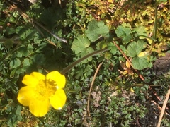 Ranunculus nigrescens