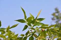 Fraxinus pennsylvanica