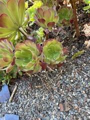 Aeonium