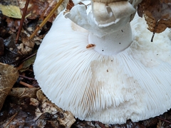 Amanita virosa