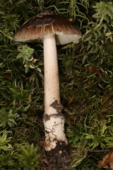 Amanita rhacopus