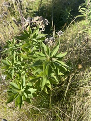 Nidorella