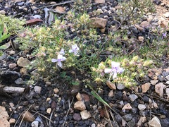Ipomopsis multiflora