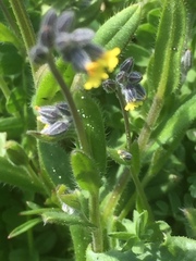 Myosotis discolor